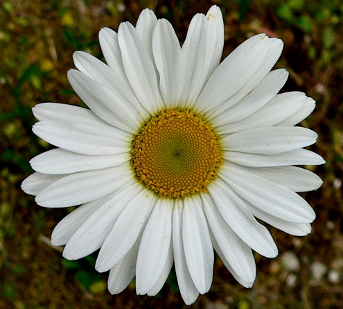 {Leucanthemum vulgare}